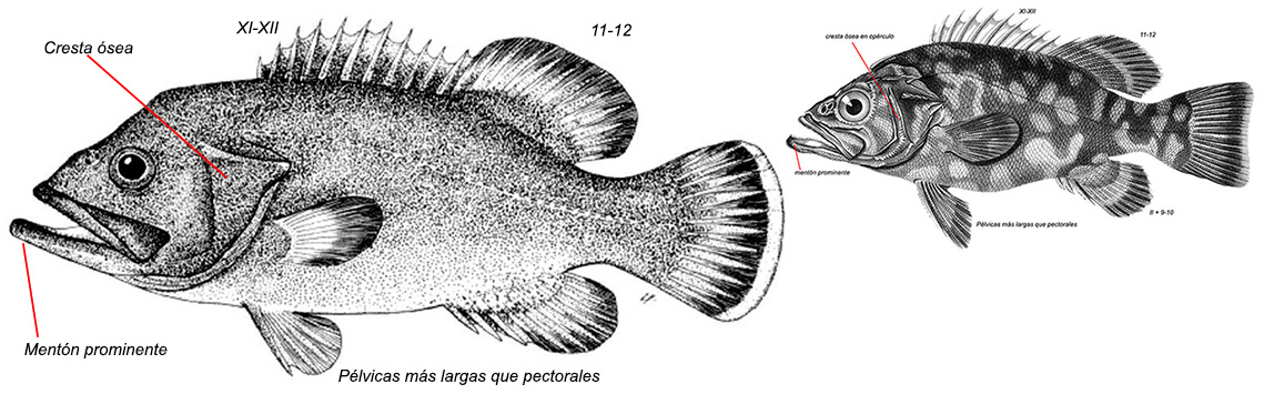 Polyprion americanus_01.jpg